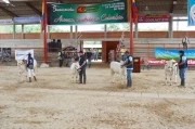 Feria agropecuaria en Tame, Arauca: Juzgamiento de ganado.